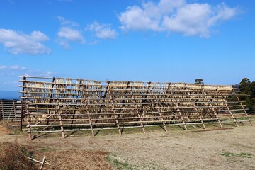 錦江町　大根やぐら