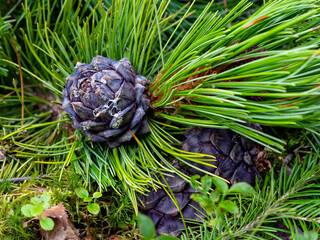 young cedar cone on a branch. Cedar cones in resin