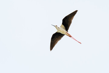 Stilt bird (Himantopus himantopus). Bird with long legs flying in the sky
