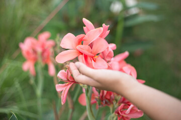 hand with flowers of nature