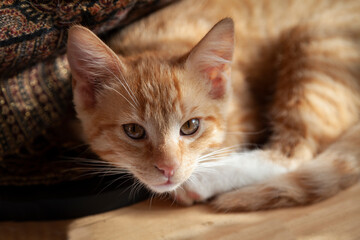 Ein rotes 5 Monate altes Kätzchen liegt auf einem Holztisch und schaut den Betrachter an. Die...