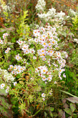 Autumn wildflowers.