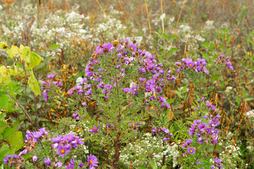 Autumn wildflowers.