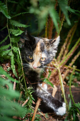 Ein schwarz rotes Kätzchen sitzt draußen im Farn und schaut zur Seite. Augen und Kopf sind gut zu sehen. 