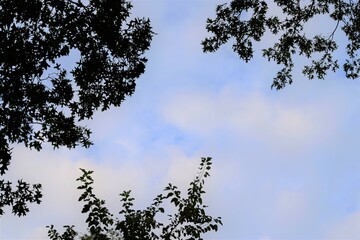sky and tree