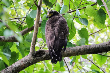 View of Madagascar Serpent eagle perched on the branch