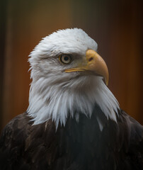 A bald eagle closeup in a falcrony in saarburg, copy space