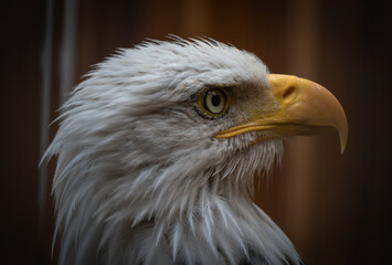 A bald eagle closeup in a falcrony in saarburg, copy space