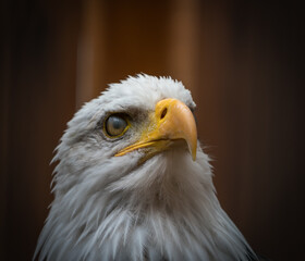 A bald eagle closeup in a falcrony in saarburg, copy space