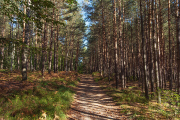 Road to pine forest in the autumn sunny day