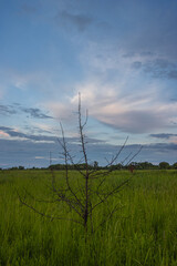 Obraz premium Lonely Dry Tree on a Green Field