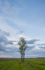 One Tree Among the Green Field