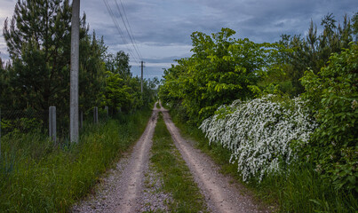 Dirt Road on a Field with Flowering Bushes