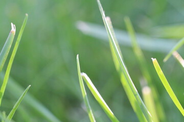 Grass 2