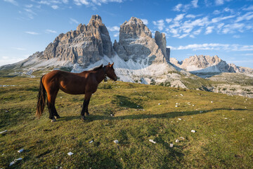 Fototapeta na wymiar Wild horse on the meadow with Tre Cime di Lavaredo peacks in background- Dolomites, Italy