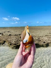 Fototapeta na wymiar hand holding a seashell