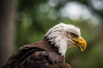A bald eagle closeup in a falcrony in saarburg, copy space