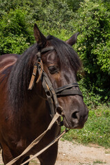 Fototapeta premium brown horse portrait