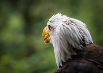 A bald eagle closeup in a falcrony in saarburg, copy space