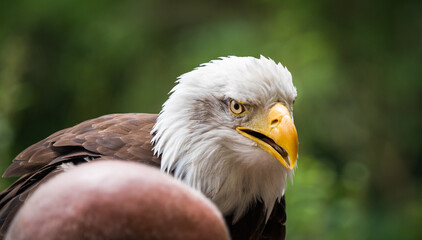 A bald eagle closeup in a falcrony in saarburg, copy space