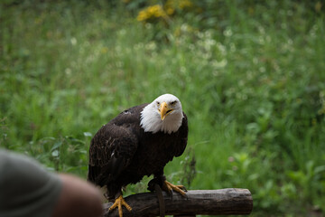 A bald eagle closeup in a falcrony in saarburg, copy space