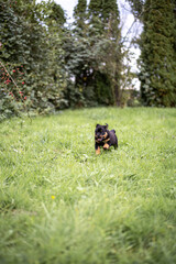 Rottweilerwelpe im Sprung