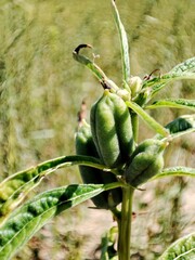 Sesame. Box with seeds. Fetus