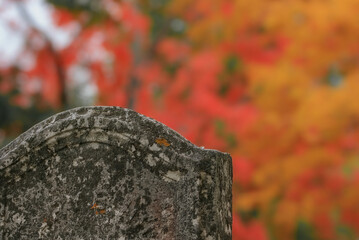 Ancient gravestone with autumn leaves 