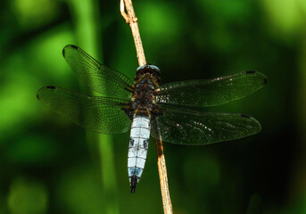 close up of big dragonfly sitting on a blade of grass