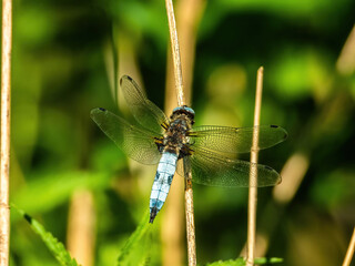 close up of big dragonfly sitting on a blade of grass