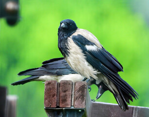 hooded crows sitting on a fence