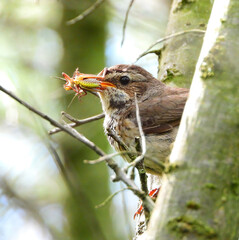 female bluethroat sitting on a branch catched a locust