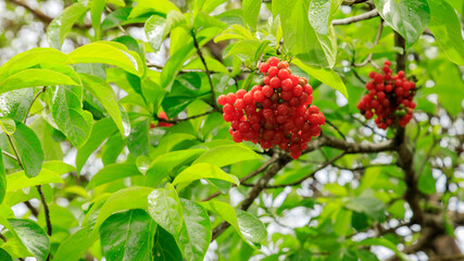 Obraz premium rain drops on red tropical berries 