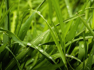 raindrops on the carex grass - obrazy, fototapety, plakaty