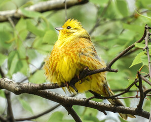 yellowhammer male bird sitting on a branch