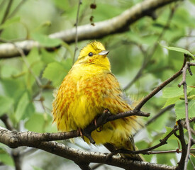 yellowhammer male bird sitting on a branch