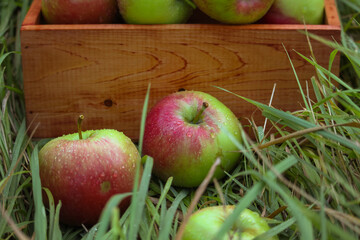 Two apples a lying in the grass against the background of a wooden box with apples.