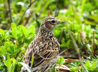 eurasian skylark bird in the grass