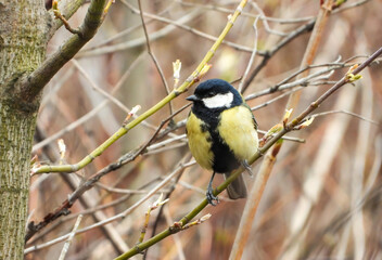 great tit sitting in a bush