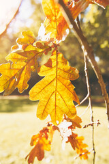 Yellow autumn leaf on a branch. Photo taken on a sunny autumn day.