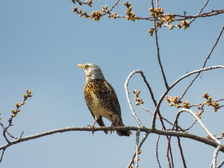 fieldfare sitting on a branch