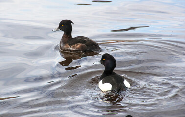a couple tufted ducks or tufted pochards on the water in the park