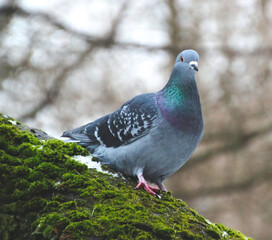 pigeon sitting on the mossy tree in the park