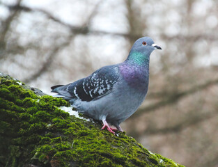 pigeon sitting on the mossy tree in the park