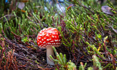 Amanita muscaria during Autumn Season in Garibaldi Provincial Park, British Columbia, Canada.