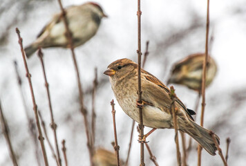 female house sparrow on a branch in the park