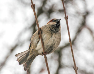 male house sparrow on a branch in the park