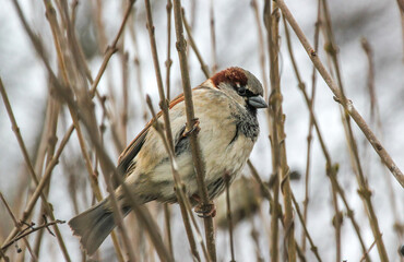 male house sparrow on a branch in the park