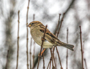 female house sparrow on a branch in the park