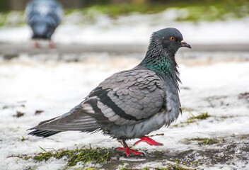 pigeon walking in the snow in the park